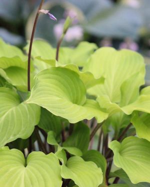 Hosta Cranberry Wine