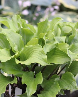 Hosta Cranberry Wine