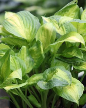 Hosta Dance with Me