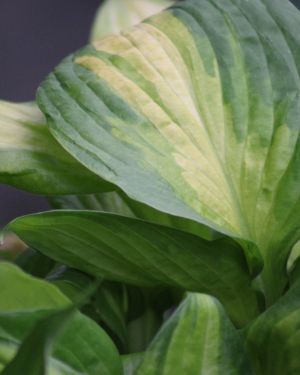 Hosta Dance with Me