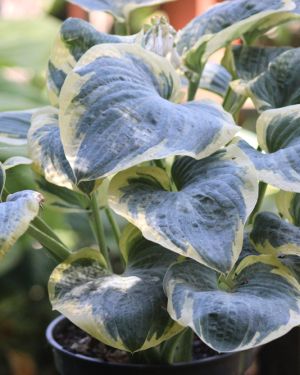 Hosta Eclipse of the Heart