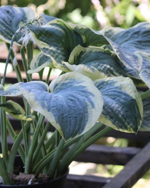 Hosta Eclipse of the Heart