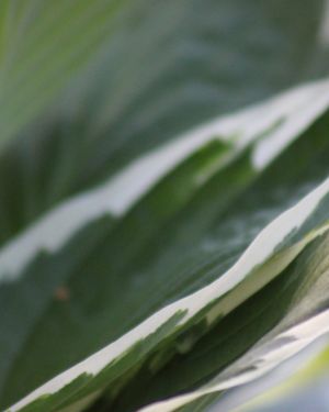 Hosta Francee