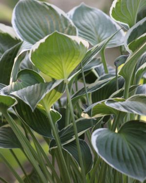 Hosta Francee