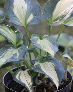 Hosta Hudson Bay