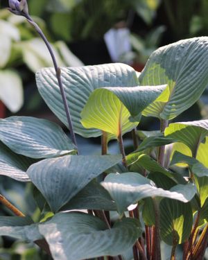 Hosta Jack be Nimble