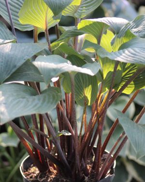 Hosta Jack be Nimble
