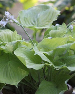 Hosta Lemon Merinque