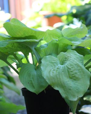Hosta Lemon Merinque