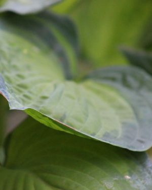 Hosta Lunar Orbit