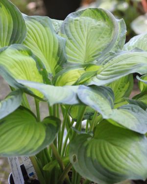 Hosta Lunar Orbit