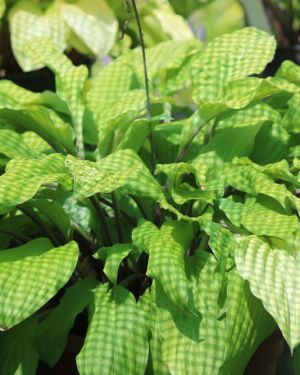 Hosta Miss Susie