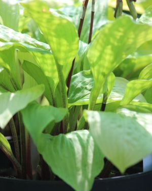 Hosta Miss Susie