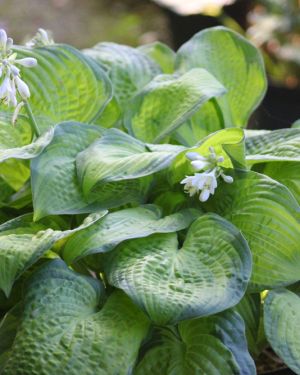 Hosta Paradigm