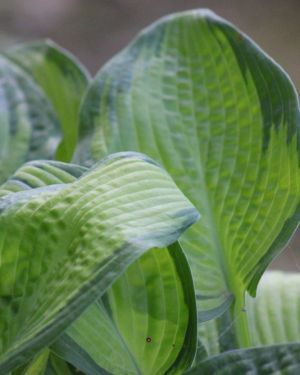 Hosta Paradigm