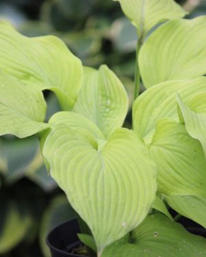 Hosta Piedmont Gold
