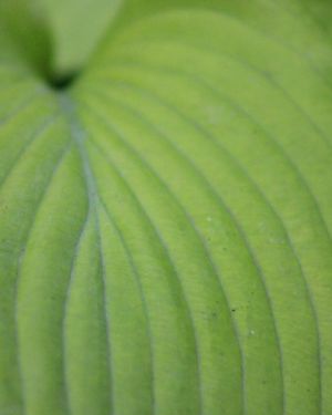 Hosta Piedmont Gold