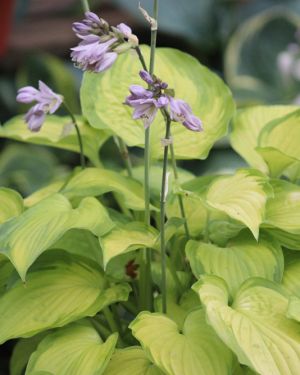 Hosta Old Glory
