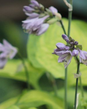 Hosta Old Glory