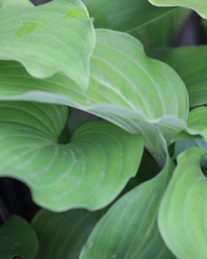 Hosta Red Bull