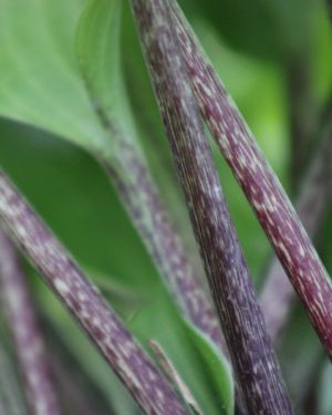 Hosta Red Bull