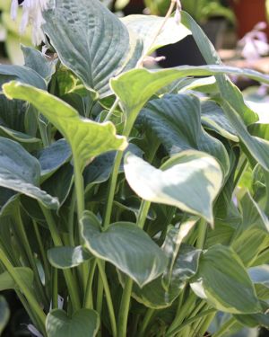 Hosta Minke
