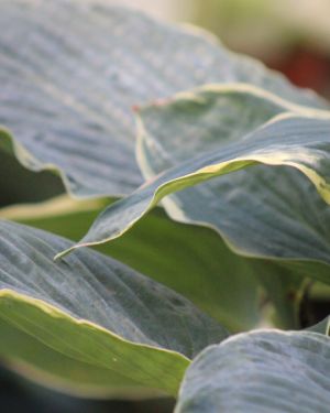 Hosta Minke