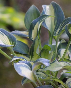 Hosta Teacher’s Pride