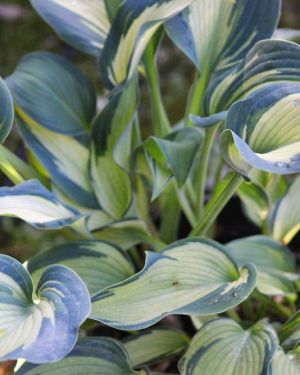 Hosta Teacher’s Pride