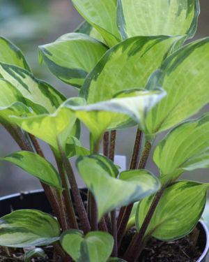Hosta Volcano Island