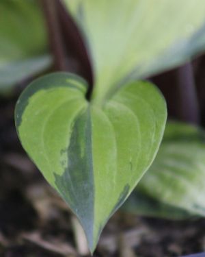 Hosta Volcano Island