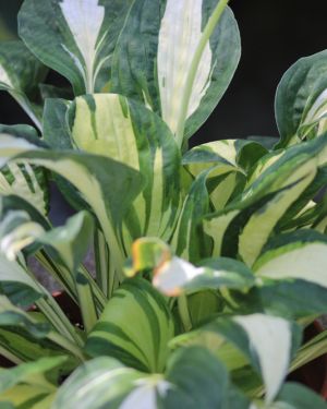 Hosta Vulcan