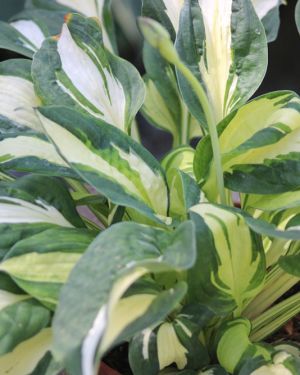 Hosta Vulcan