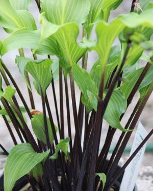 Hosta Fire Dance