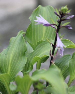 Hosta Fire Dance