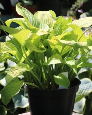 Hosta Golden Gate