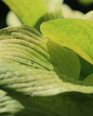 Hosta Golden Gate