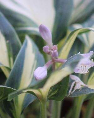 Hosta High Society