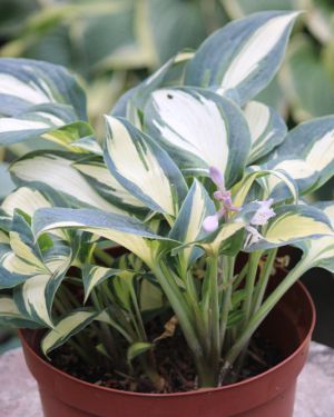 Hosta High Society