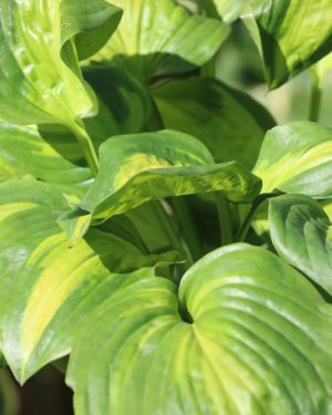 Hosta Enchiladas