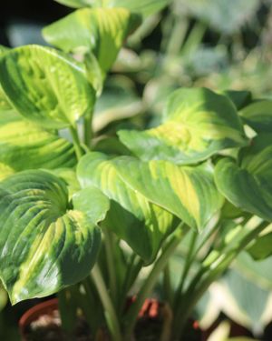 Hosta Enchiladas
