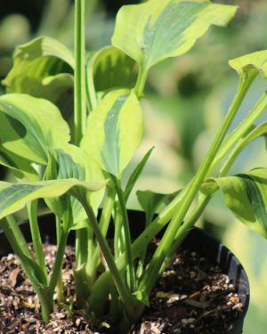 Hosta Goodness Gracious