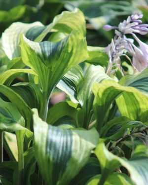 Hosta Monkey Business
