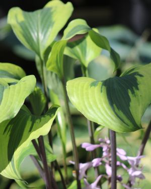 Hosta Monkey Business